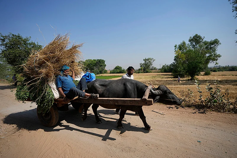 Pahalgam terror attack: Farmers in India Pakistan Border harvest early as border tensions rise_7
