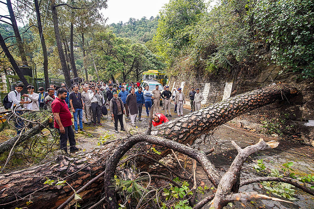 Weather: Fallen tree after heavy rainfall in Shimla