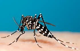 Mosquito