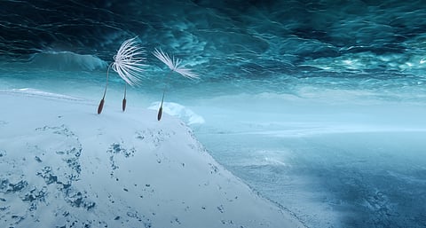Dandelion's Odyssey Still