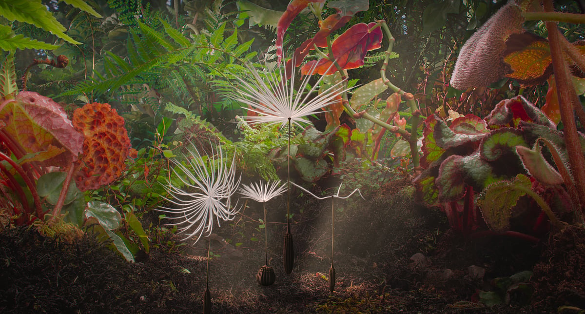 Semaine De La Critique Website : Dandelion's Odyssey Still