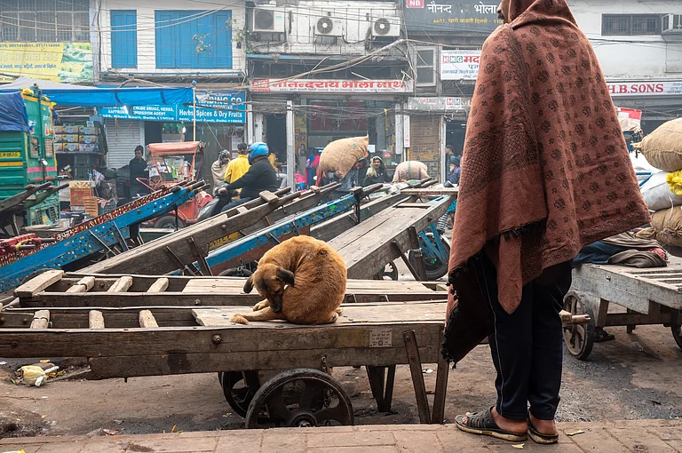 India’s Dog Bite Dilemma: How Can We Balance Public Safety And Animal Welfare - | Shutterstock