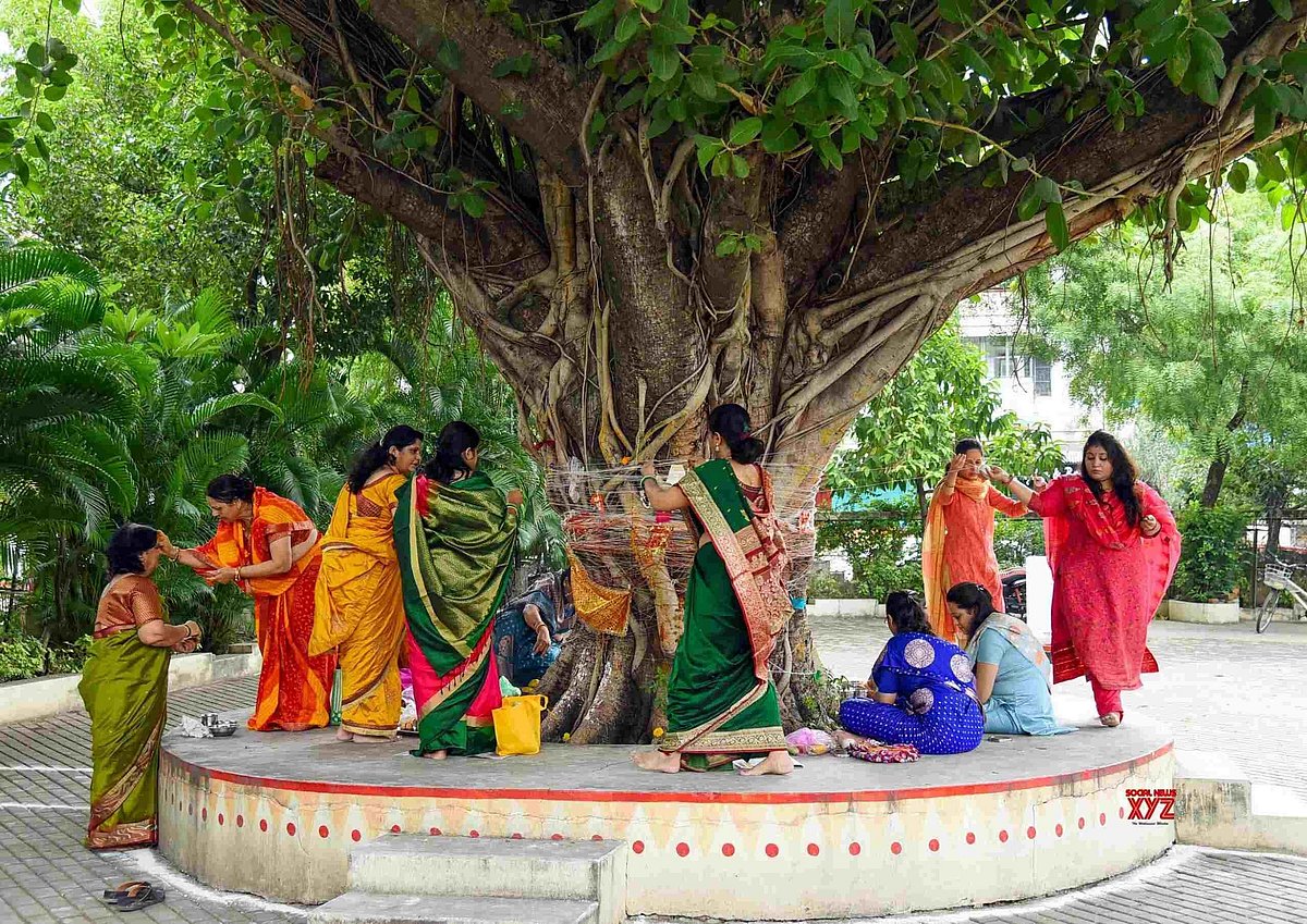 Vat Savitri 2025: Celebrating Love And The Sacred Banyan