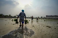 | Photo: PTI/Shiva Sharma : paddy sowing took place by the end of June. Now it has moved to July, with transplantation often extending into August.