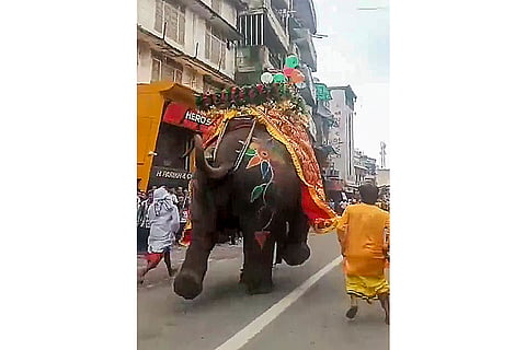 Elephants go berserk during Rath Yatra in Ahmedabad