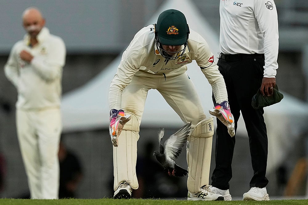 Australia Tour of West Indies, WI vs AUS 1st test Day 3 in Barbados: Josh Inglis 