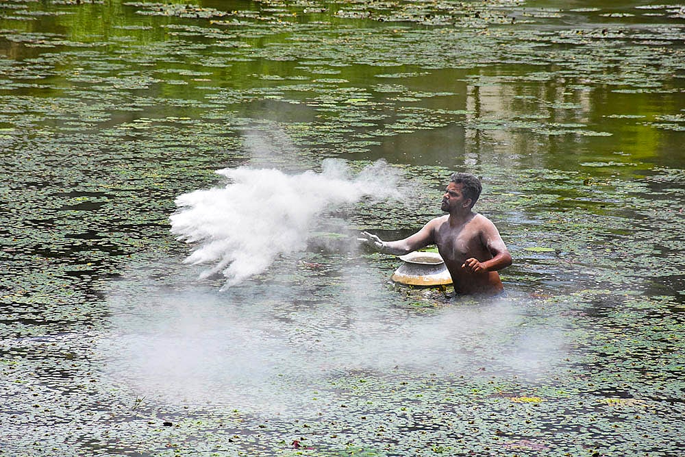Agriculture: Water chestnut