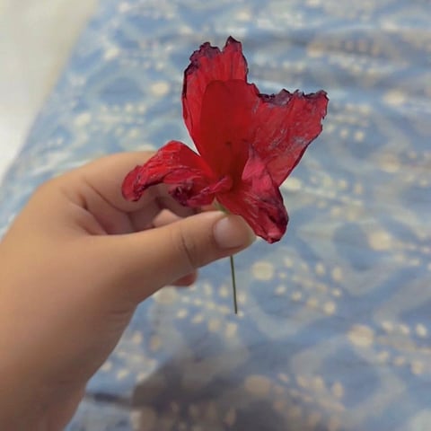 The flower given by Umar to his mother