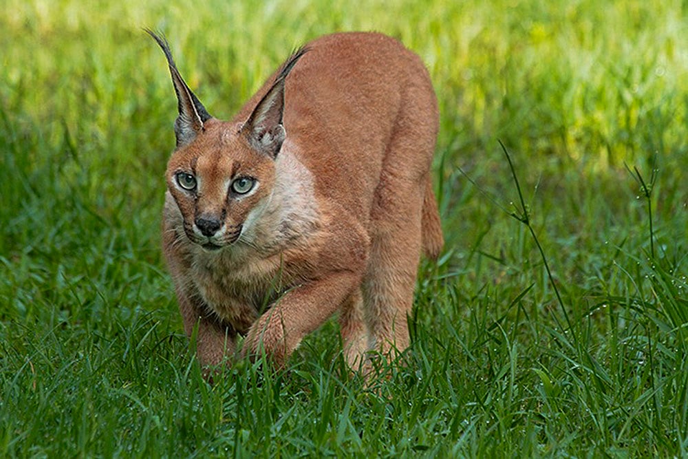 Rare caracal spotted in MPs Gandhi Sagar Sanctuary