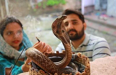 A couple worshipping snake on Naag Panchami