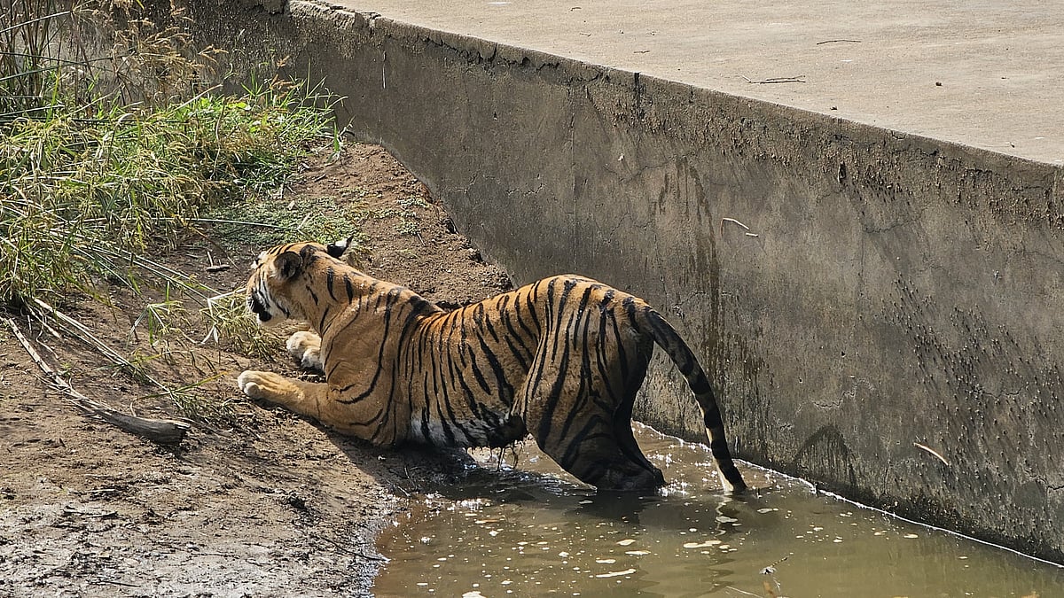 Anirudh Laxmipathy : Arrowhead struggling to haul herself out of the waterbody (Shot in Oct 2023 by my friend Murtaza Johar)
