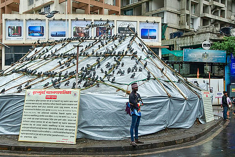 Pigeon feeding ban in Mumbai