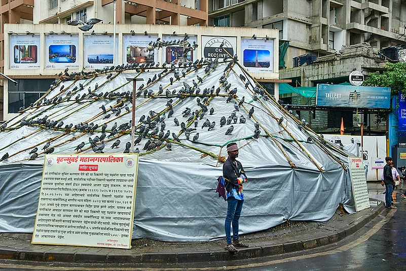 Pigeon feeding ban in Mumbai
