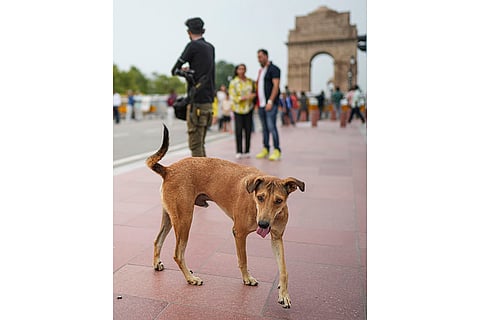 A stray dog in Delhi