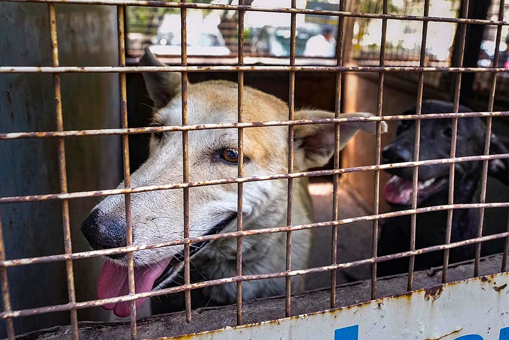 | Photo: PTI/Shahbaz Khan : A stray dog in Delhi.