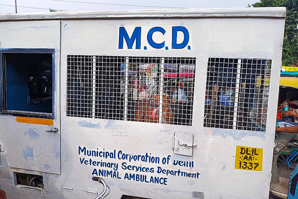 Stray dog menace in Delhi-NCR_MCD van catches stray dogs in Delhi