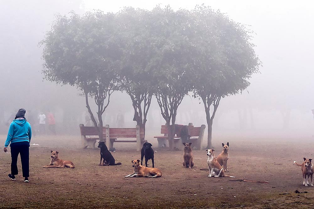 Stray dogs in Delhi - | Photo: PTI/Kamal Singh