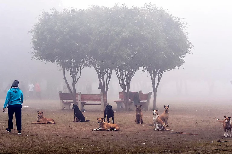 Stray dogs in Delhi - | Photo: PTI/Kamal Singh