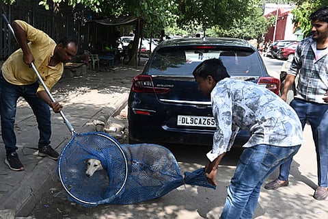 Delhi stray dog menace  