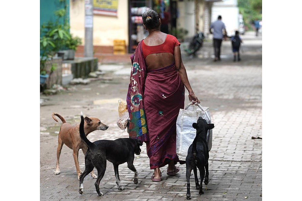 | Photo: Tribhuvan Tiwari/Outlook : Stray dogs trail a woman carrying food supplies in Delhi.