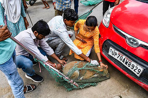 Anti-rabies vaccination drive for stray dogs in UP