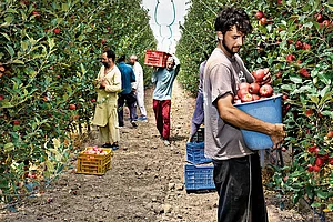 | Photo: Yasir Iqbal : Apple a Day: In Kashmir, the impact of apple imports from the US was being felt long before Trump imposed 50 per cent tariff