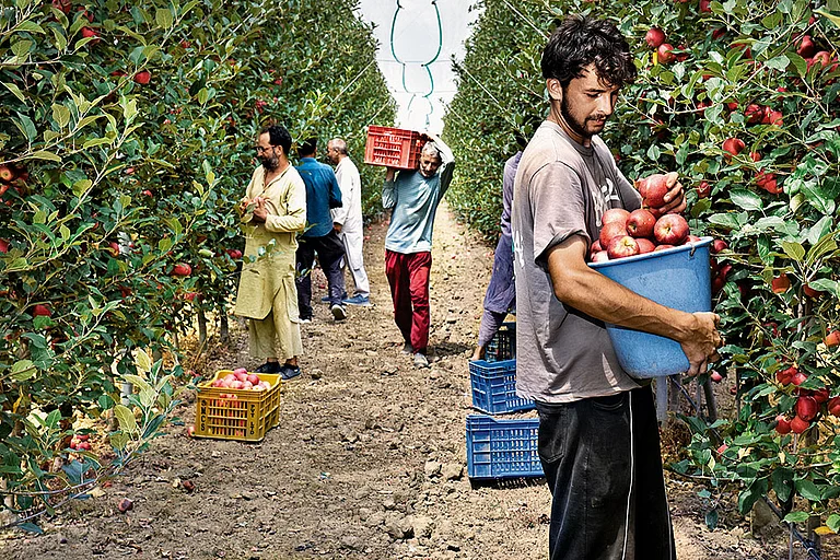 Apple a Day: In Kashmir, the impact of apple imports from the US was being felt long before Trump imposed 50 per cent tariff - | Photo: Yasir Iqbal