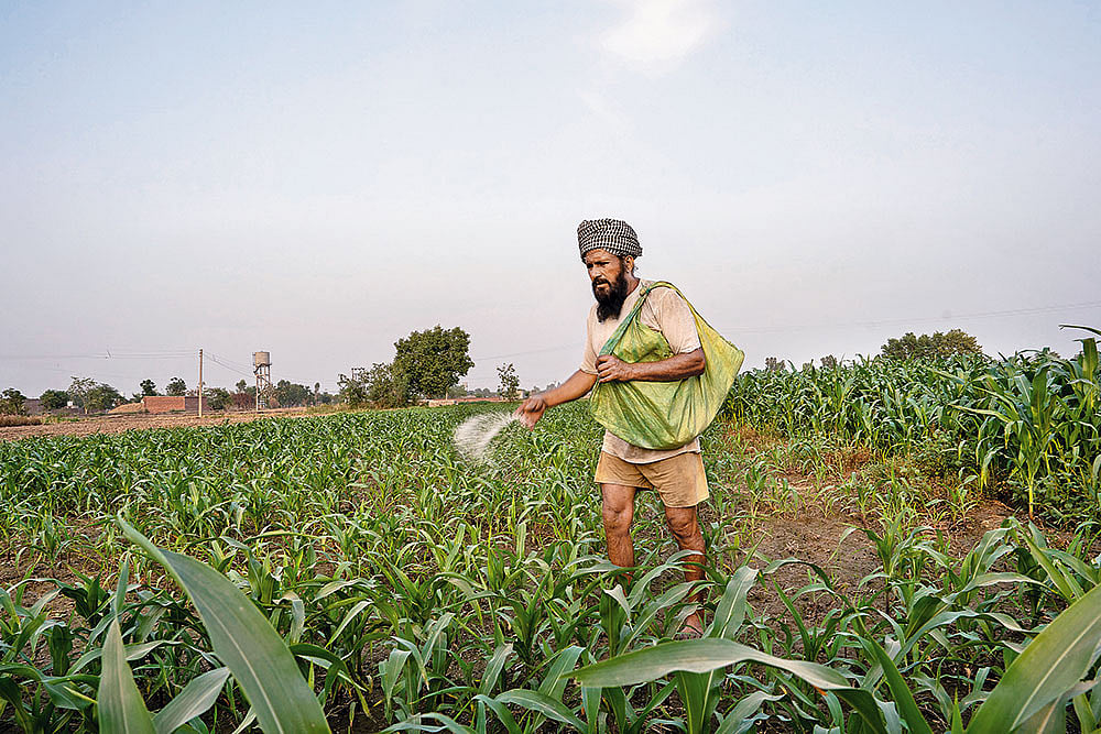 | Photo: Vikram Sharma : Anxious Times: A farmer at Danoda Khurd village in Jind district, Haryana