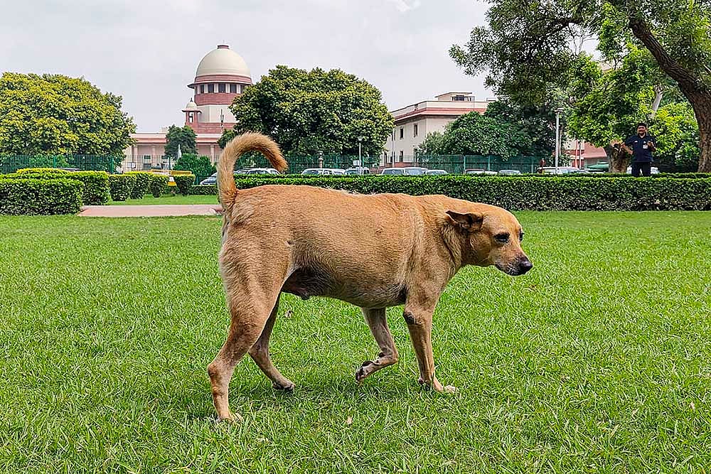 | Photo: PTI : A stray dog at SC premises in Delhi