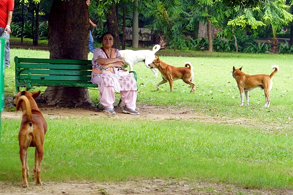Stray dogs in Delhi 