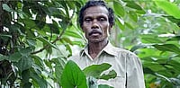 The Forgotten Discoverer of India’s Elixir, Kuttimathan Kani, Dies At 72 Kuttimathan Kani, who discovered Arogyapacha, died at 72