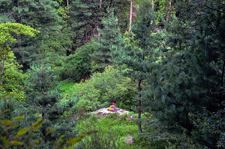 In a Sanskrit Subhashit, a fruit-laden tree illustrates humility and wisdom. - Shutter Stock