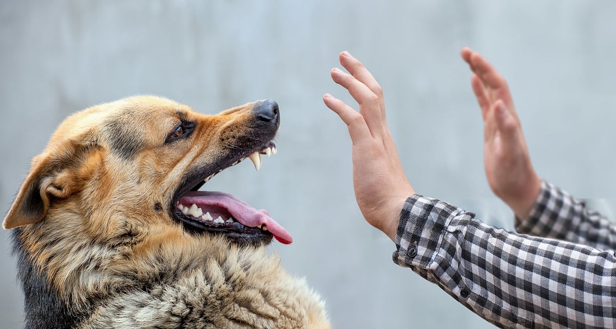 Rabies, A 100% Fatal Disease But Fully Preventable With Timely Vaccination