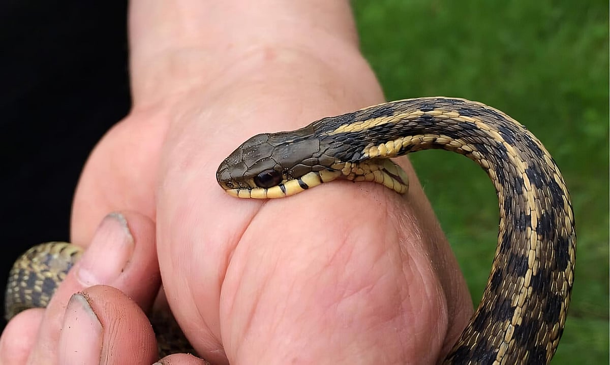 Climate Change May Trigger New Snakebite Hotspots In India, Heightening Public Health Risks: Study