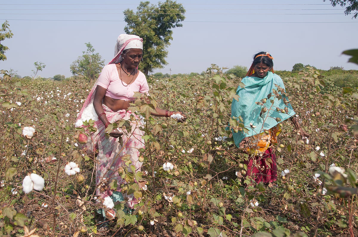 cotton farmers Maharashtra import duty 