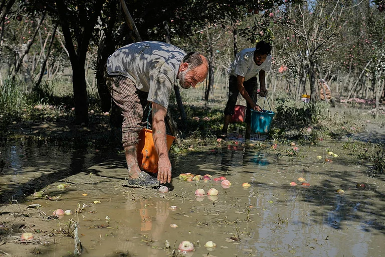 Kashmir Apple Crisis - | Photo: AP/Mukhtar Khan