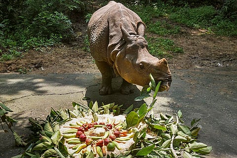 World Rhino Day