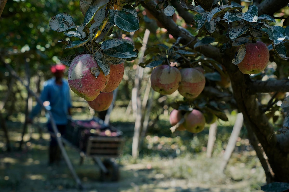 AP- Mukhtar Khan       : Apples smeared with mud hang from trees during harvest at an orchard that was flooded last week in Pulwama