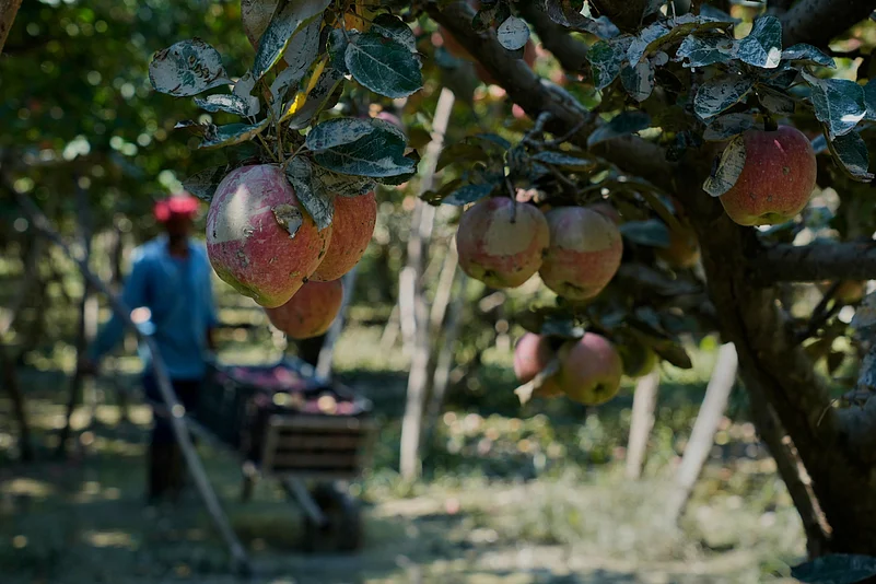 Apples smeared with mud in Pulwama