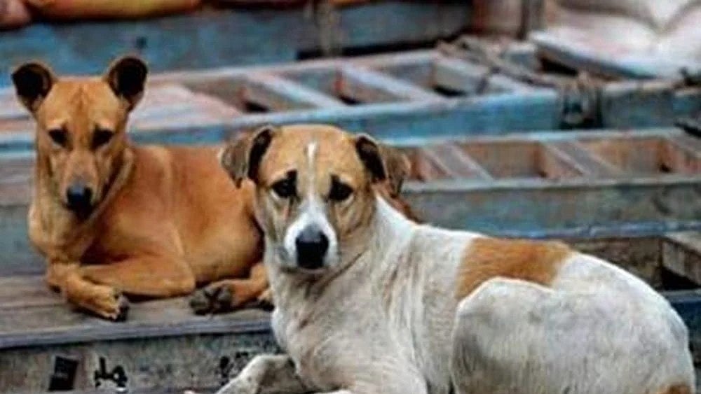 | representational image : Three-Year-Old Girl Mauled to Death by Stray Dogs in Jalna, Maharashtra