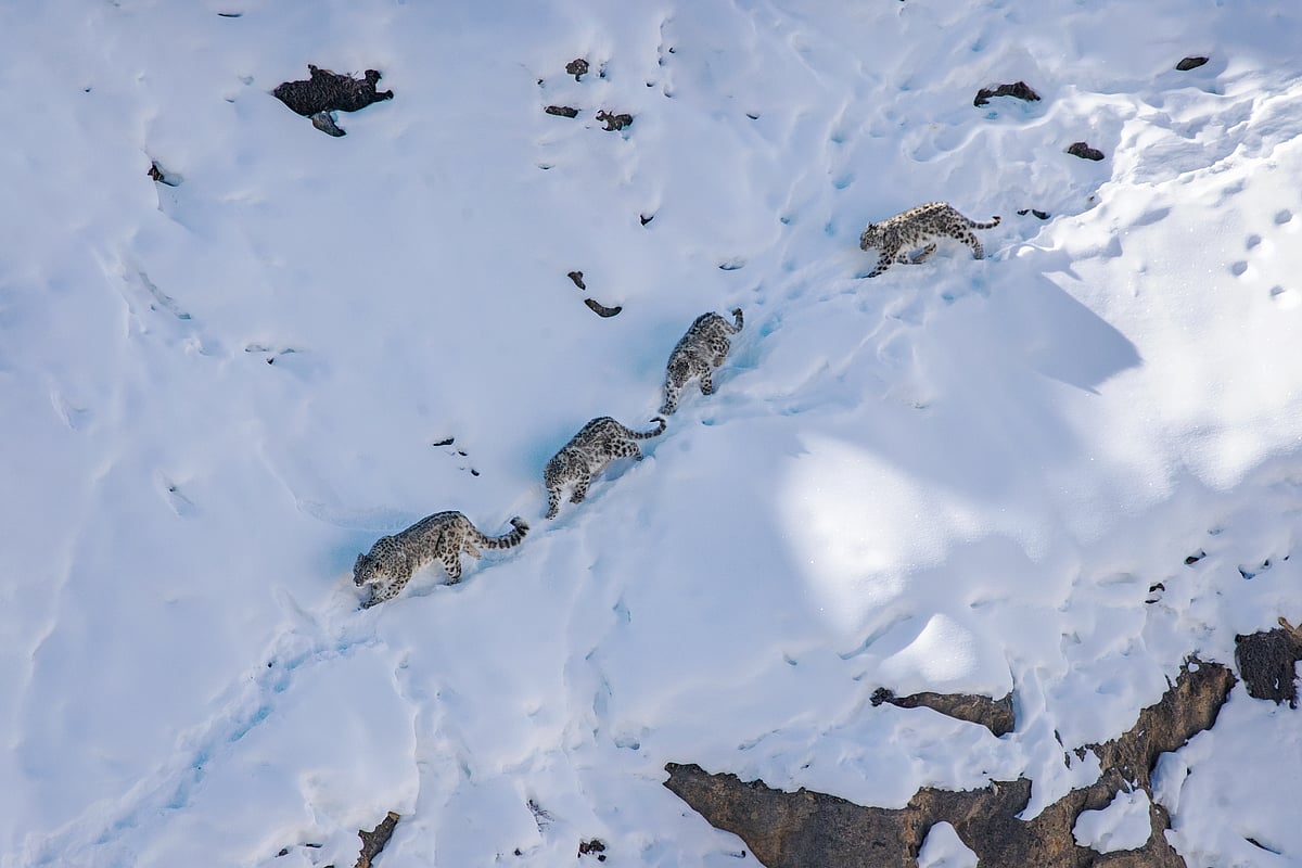 Shutterstock : Spiti Snow leopards