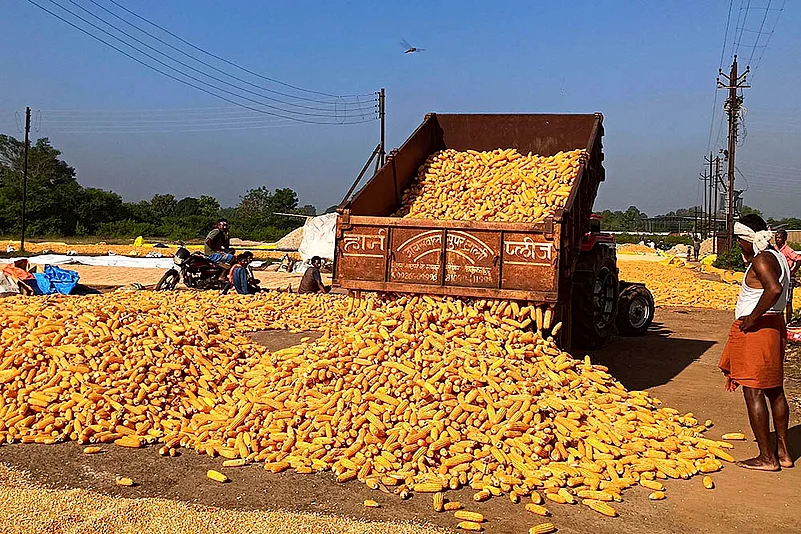 Agriculture: Maize farming in Bastar