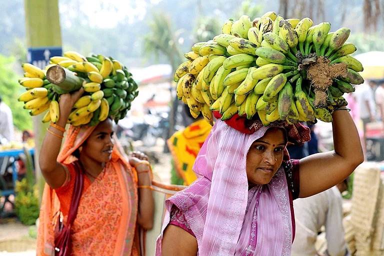 Women carry bunches of bananas for rituals during the ongoing Chhath Puja festivities. - | Photo: PTI