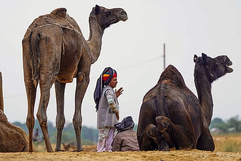 Camel herders at the annual Pushkar Camel Fair 2025, in Ajmer district, Rajasthan.