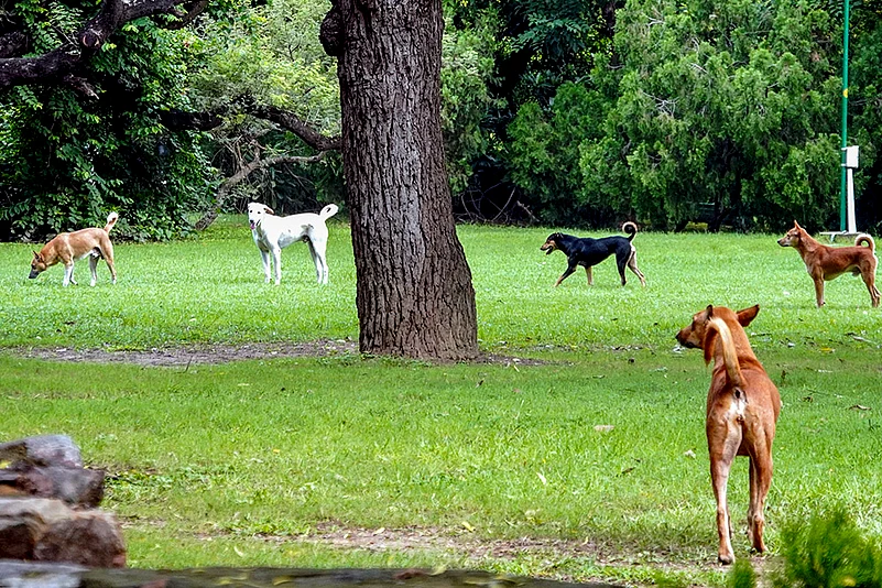 eknath shinde stray dogs