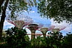 The Next Intelligence Revolution: Why Cities Will Become the Smartest Systems on Earth IMAGO / Insidefoto : The supertrees are between 25 and 50 metres tall and act as vertical gardens, covered with over 162,000 plants of around 200 species; they also collect solar energy and rainwater, and help to cool and circulate the air in the area.