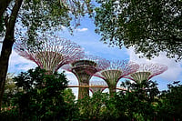 The Next Intelligence Revolution: Why Cities Will Become the Smartest Systems on Earth IMAGO / Insidefoto : The supertrees are between 25 and 50 metres tall and act as vertical gardens, covered with over 162,000 plants of around 200 species; they also collect solar energy and rainwater, and help to cool and circulate the air in the area.