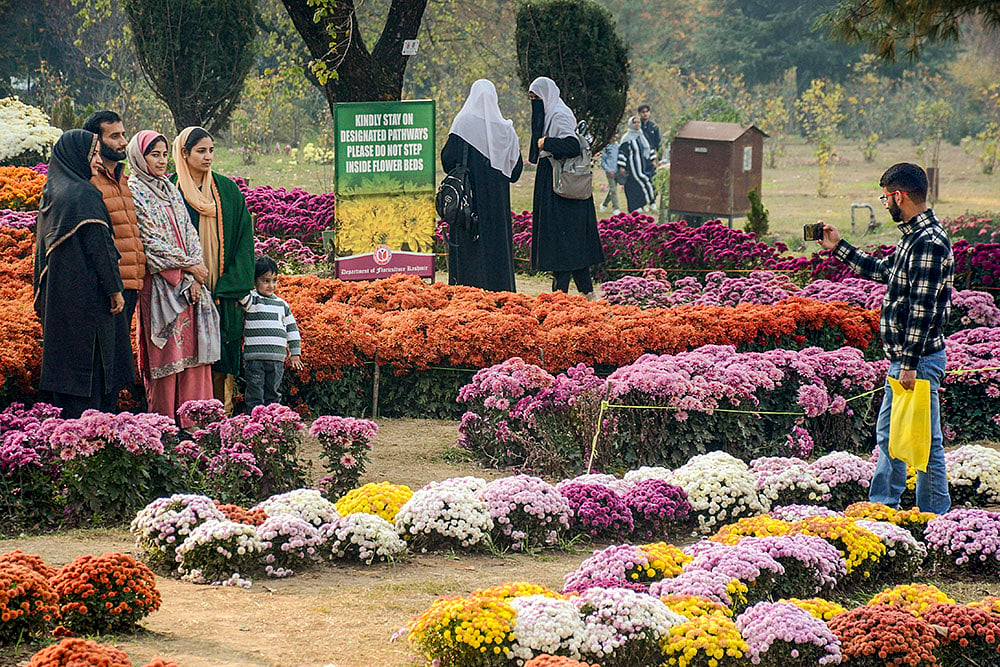 Chrysanthemum Garden in Srinagar