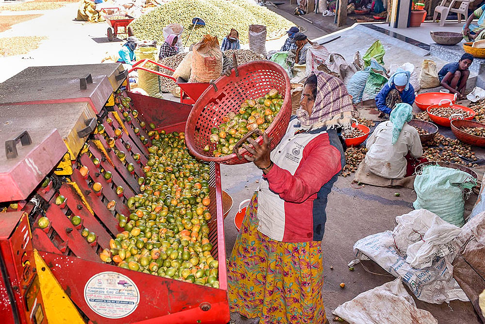 Agriculture: Arecanuts in Chikkamagaluru