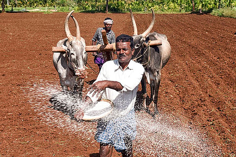 A farmer sprinkles fertilizer on his agricultural land being prepared for cultivation, in Chikkamagaluru.